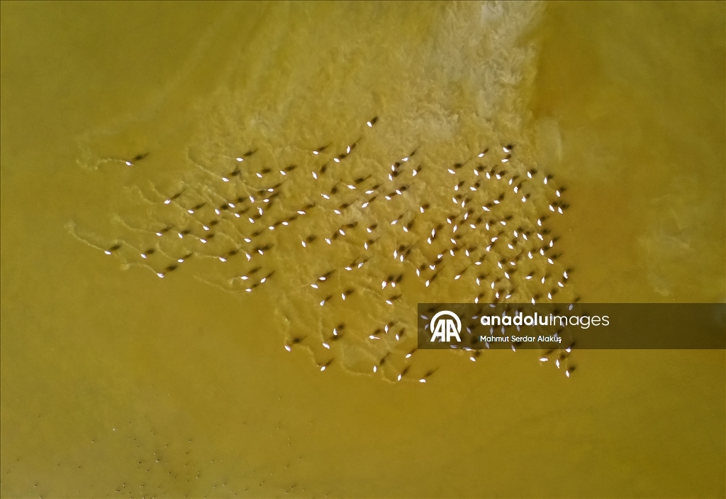 Büyük Menderes Deltası, sulak alanlarıyla yaban hayatına can veriyor