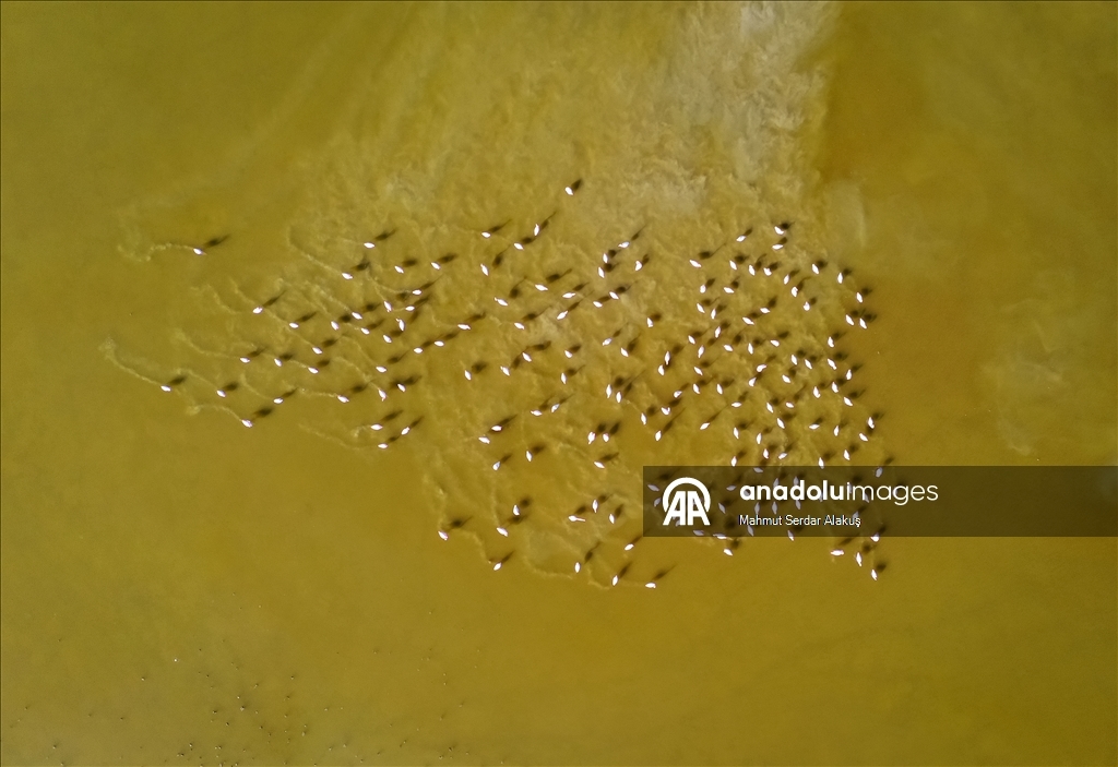 دلتا "بويوك مندريس".. موطن للتنوع البيولوجي غربي تركيا