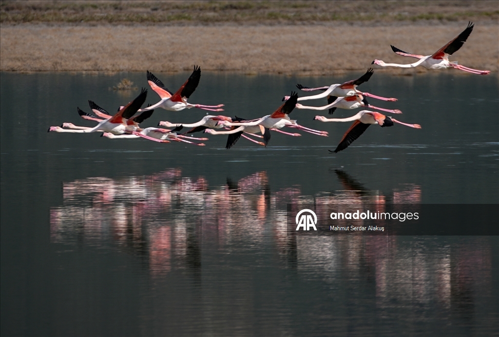 دلتا "بويوك مندريس".. موطن للتنوع البيولوجي غربي تركيا