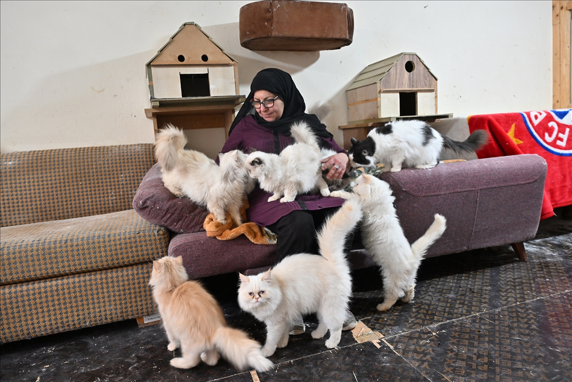 رحمة ورأفة.. لبنانية تعتني بـ 70 قطة في منزلها ومتجرها