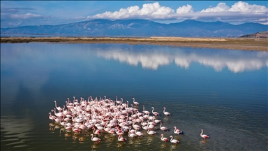 Büyük Menderes Deltası, sulak alanlarıyla yaban hayatına can veriyor