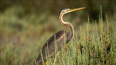 Adana, Hatay, Mersin, Kayseri, Osmaniye ve Niğde'de 287 bin 254 su kuşu sayıldı