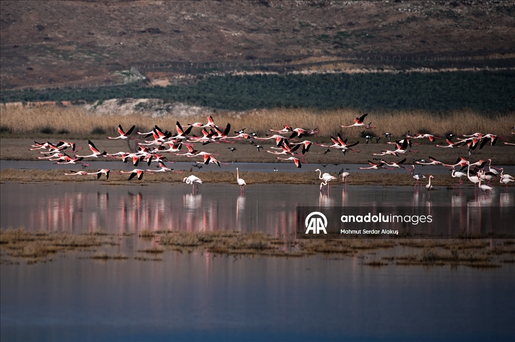دلتا "بويوك مندريس".. موطن للتنوع البيولوجي غربي تركيا