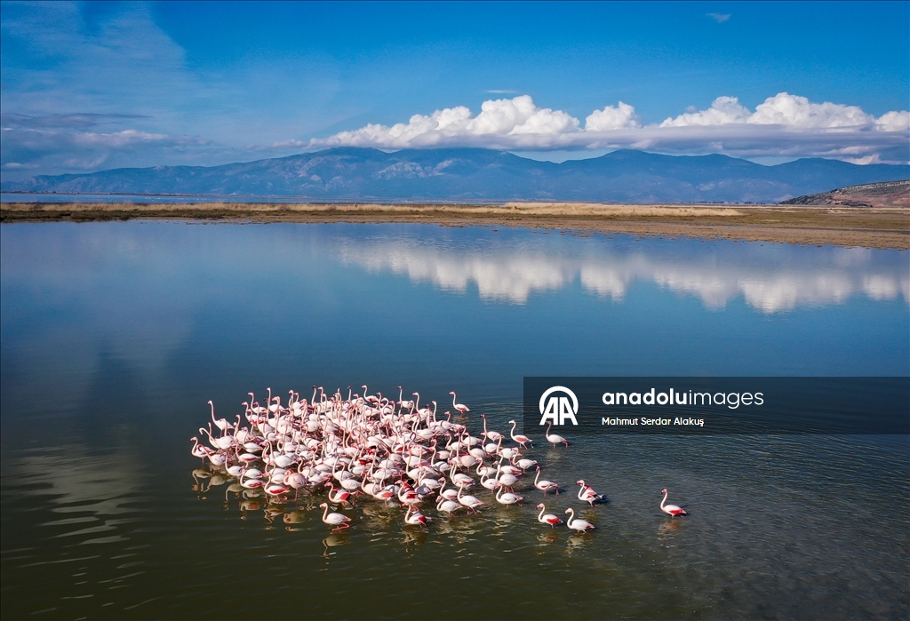 دلتا "بويوك مندريس".. موطن للتنوع البيولوجي غربي تركيا