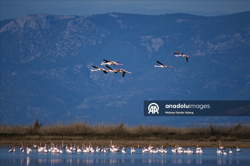 دلتا "بويوك مندريس".. موطن للتنوع البيولوجي غربي تركيا