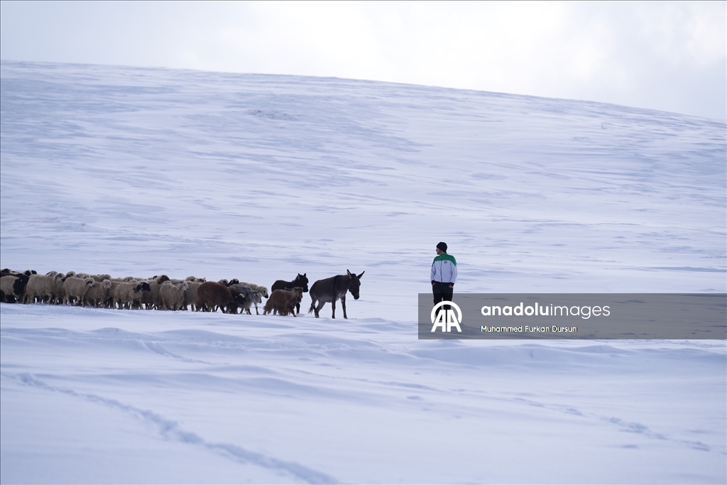 Ağrı'nın Hamur ve Taşlıçay ilçelerine bağlı köylerde yoğun kar yağışı 