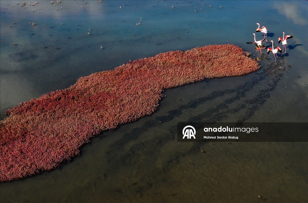 دلتا "بويوك مندريس".. موطن للتنوع البيولوجي غربي تركيا