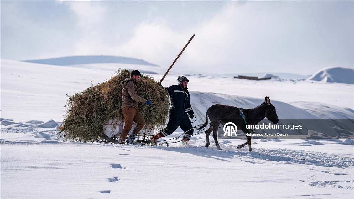 Ağrı'nın Hamur ve Taşlıçay ilçelerine bağlı köylerde yoğun kar yağışı 