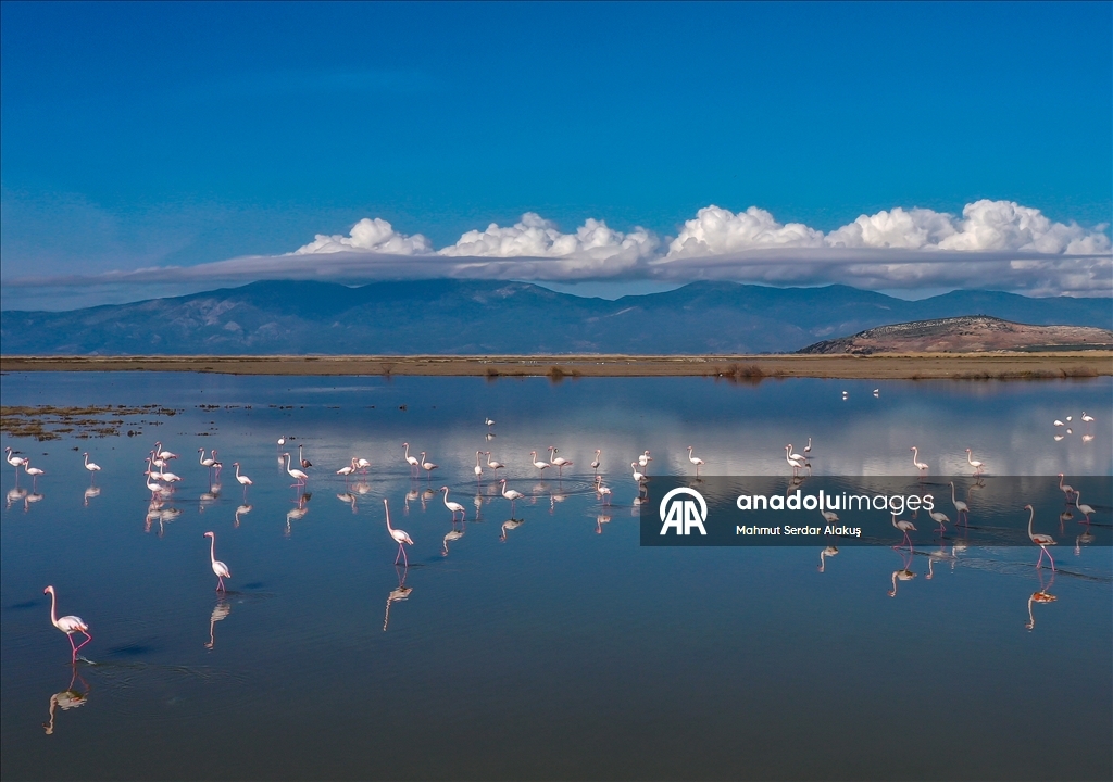 دلتا "بويوك مندريس".. موطن للتنوع البيولوجي غربي تركيا