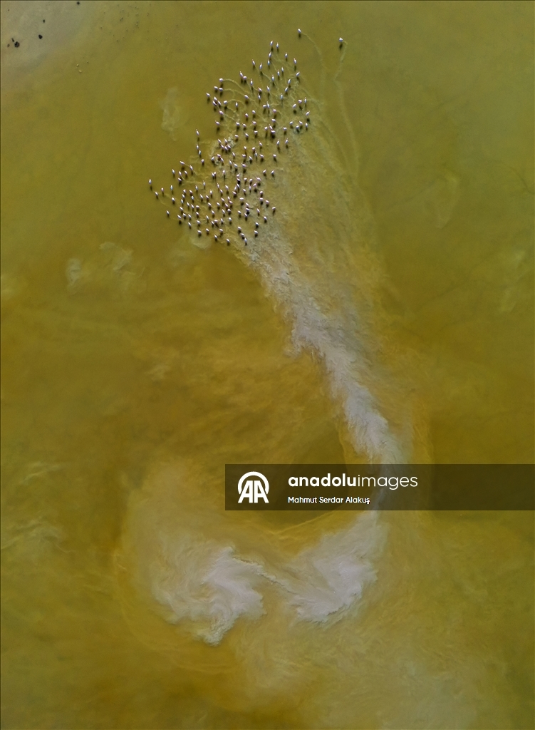 دلتا "بويوك مندريس".. موطن للتنوع البيولوجي غربي تركيا