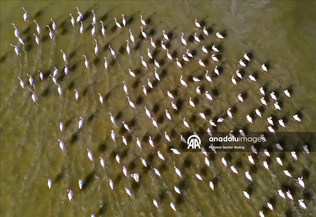 دلتا "بويوك مندريس".. موطن للتنوع البيولوجي غربي تركيا