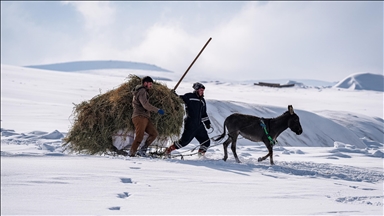 Ağrı'nın Hamur ve Taşlıçay ilçelerine bağlı köylerde yoğun kar yağışı