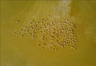 دلتا "بويوك مندريس".. موطن للتنوع البيولوجي غربي تركيا