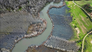 Acarlar Longozu değişken su seviyesine uyum sağlayan bitkilere ve hayvanlara yuva oluyor