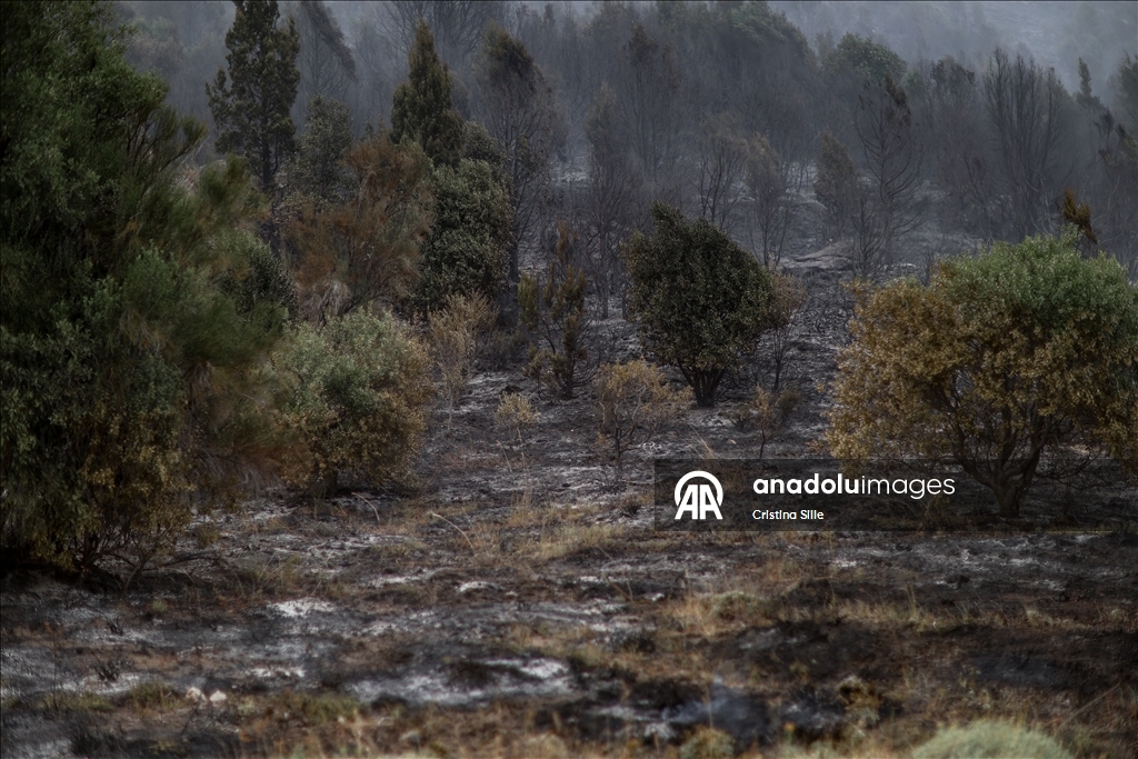 В аргентинской провинции Чубут продолжается борьба с лесными пожарами