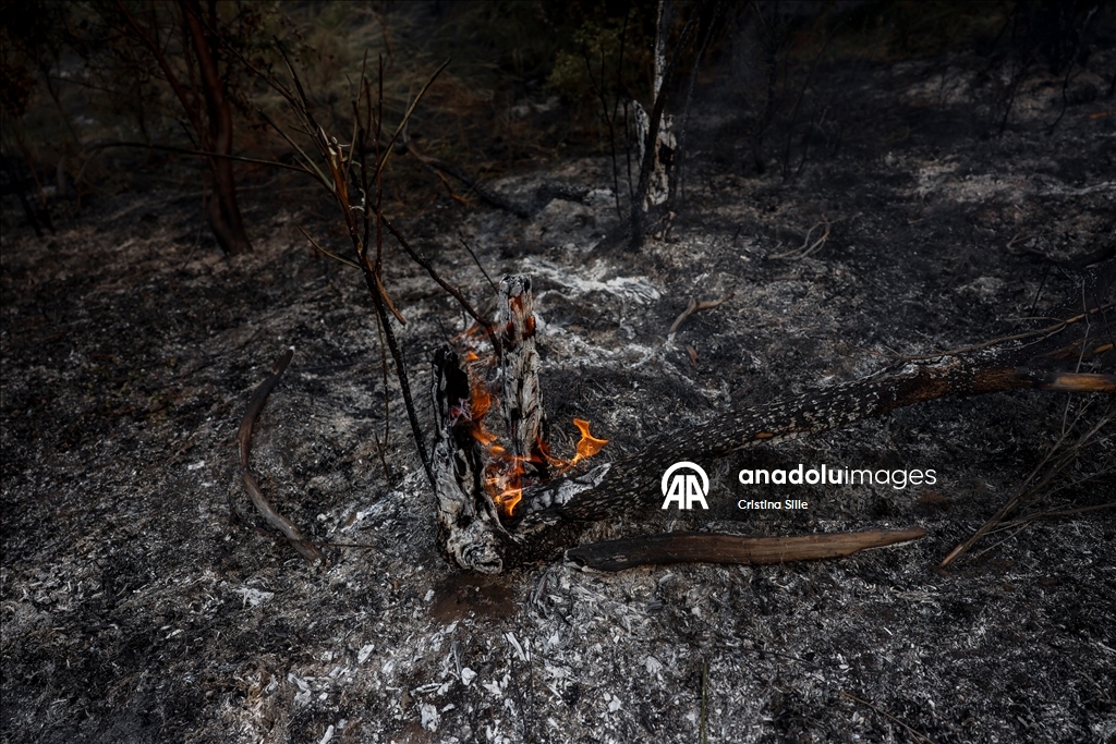 В аргентинской провинции Чубут продолжается борьба с лесными пожарами