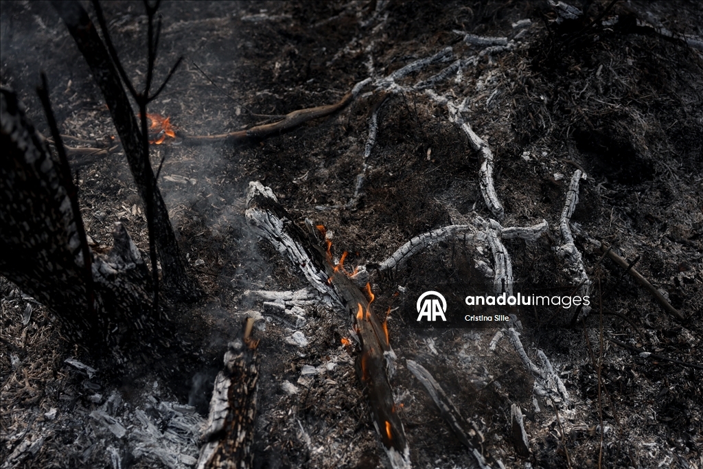 В аргентинской провинции Чубут продолжается борьба с лесными пожарами