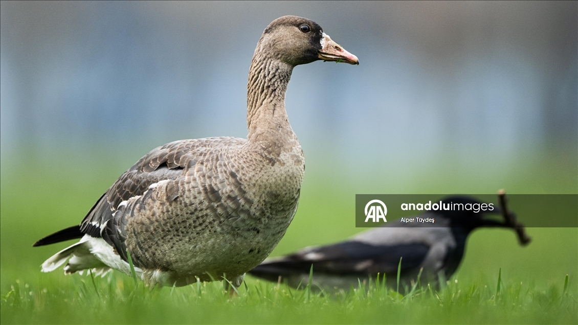 Göç yolunu şaşıran sakarca kazları İstanbul’da görüntülendi