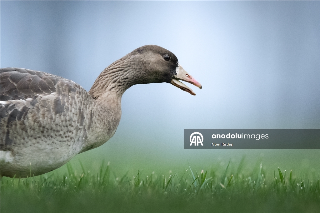 Göç yolunu şaşıran sakarca kazları İstanbul’da görüntülendi