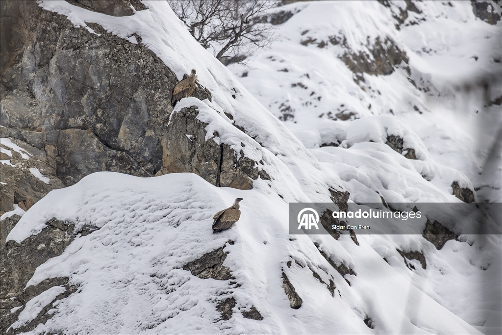 Tunceli'de kar ve soğuk hava yaban hayvanlarının yiyecek bulmasını zorlaştırıyor