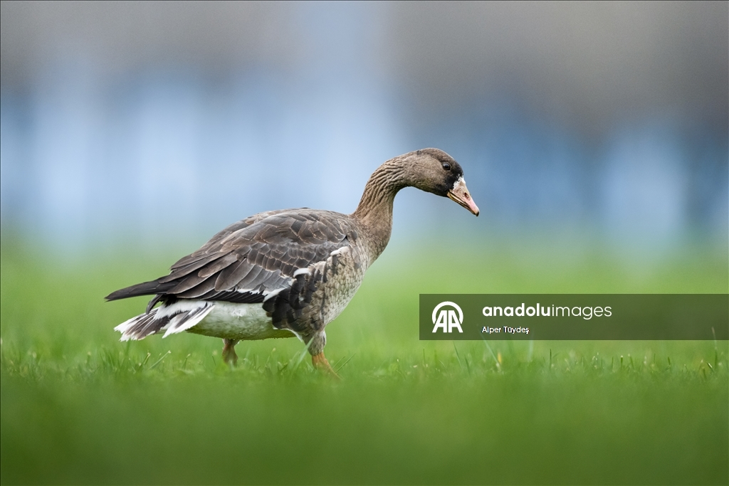 Göç yolunu şaşıran sakarca kazları İstanbul’da görüntülendi