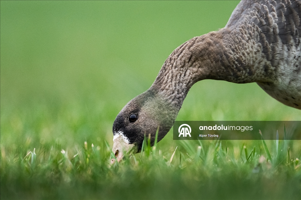 Göç yolunu şaşıran sakarca kazları İstanbul’da görüntülendi