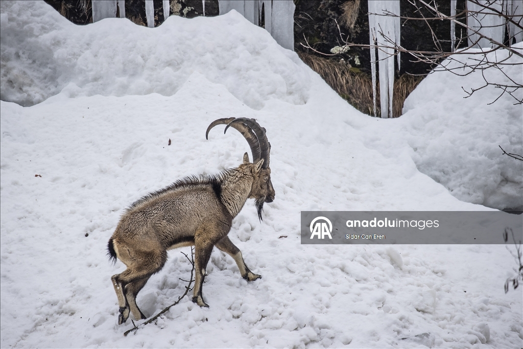 Tunceli'de kar ve soğuk hava yaban hayvanlarının yiyecek bulmasını zorlaştırıyor
