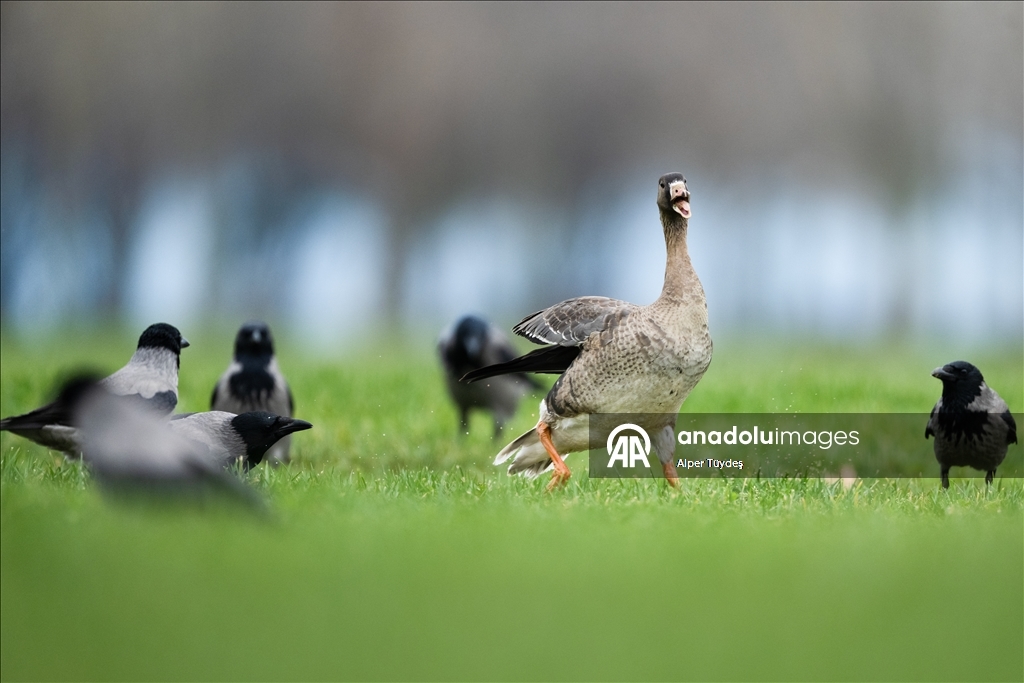 Göç yolunu şaşıran sakarca kazları İstanbul’da görüntülendi