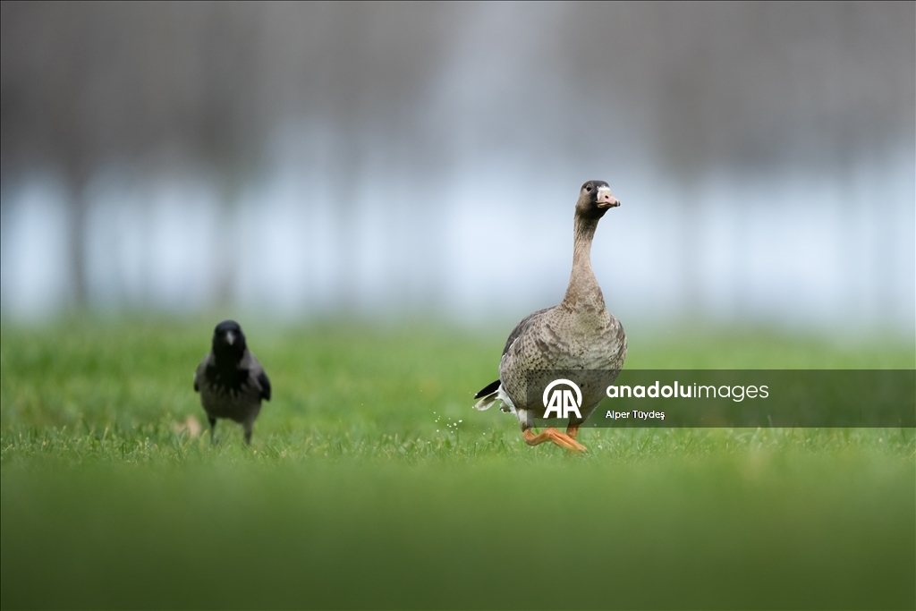 Göç yolunu şaşıran sakarca kazları İstanbul’da görüntülendi