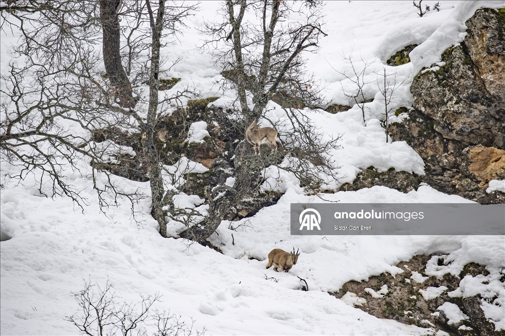 Tunceli'de kar ve soğuk hava yaban hayvanlarının yiyecek bulmasını zorlaştırıyor