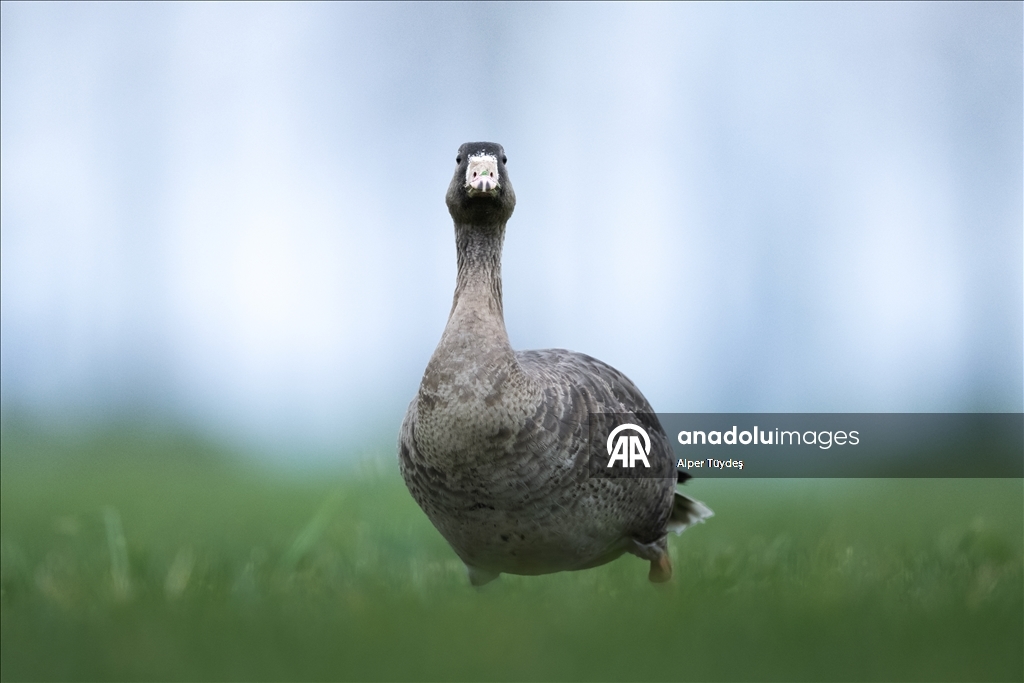 Göç yolunu şaşıran sakarca kazları İstanbul’da görüntülendi
