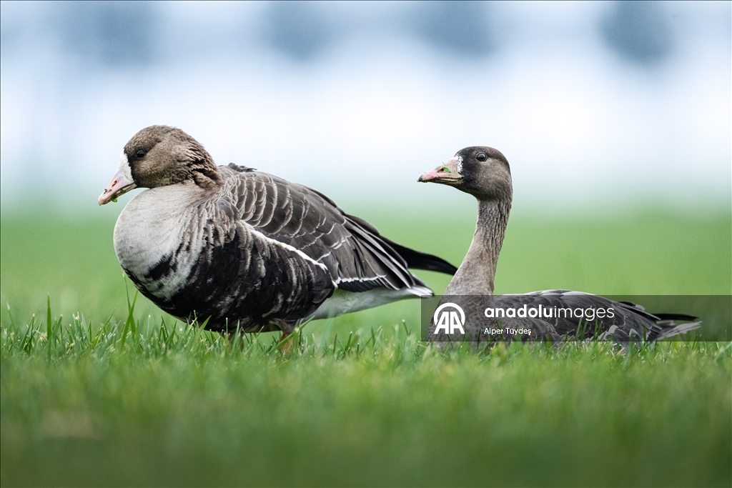 Göç yolunu şaşıran sakarca kazları İstanbul’da görüntülendi
