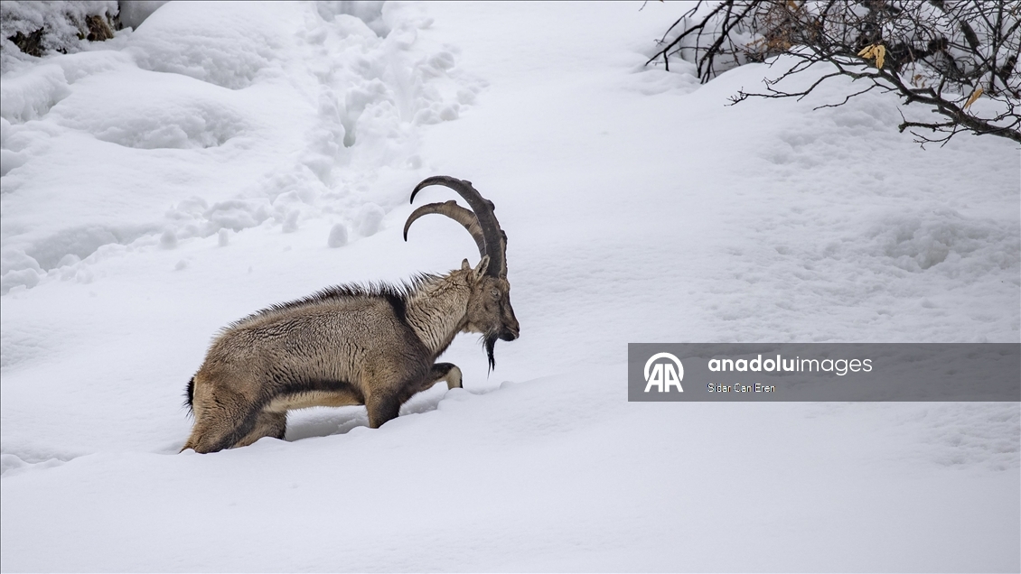 Tunceli'de kar ve soğuk hava yaban hayvanlarının yiyecek bulmasını zorlaştırıyor
