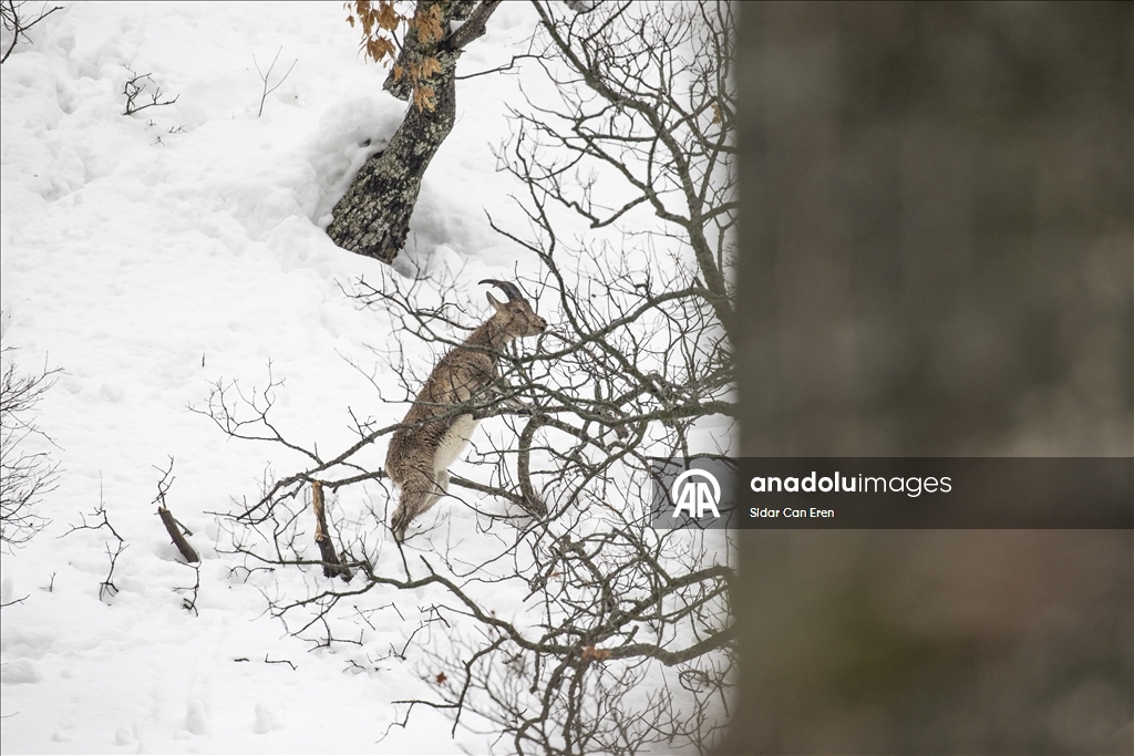 Tunceli'de kar ve soğuk hava yaban hayvanlarının yiyecek bulmasını zorlaştırıyor