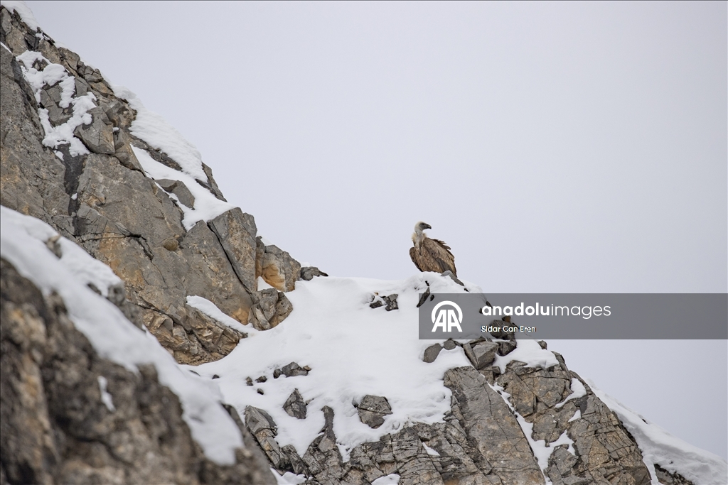 Tunceli'de kar ve soğuk hava yaban hayvanlarının yiyecek bulmasını zorlaştırıyor