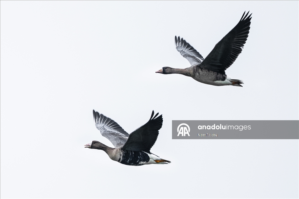 Göç yolunu şaşıran sakarca kazları İstanbul’da görüntülendi