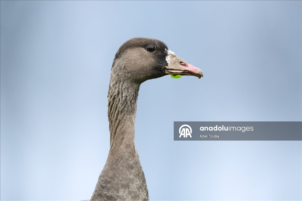 Göç yolunu şaşıran sakarca kazları İstanbul’da görüntülendi