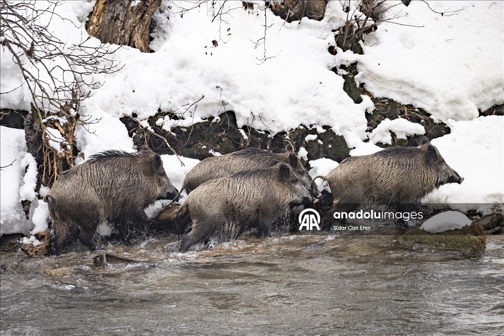 Tunceli'de kar ve soğuk hava yaban hayvanlarının yiyecek bulmasını zorlaştırıyor