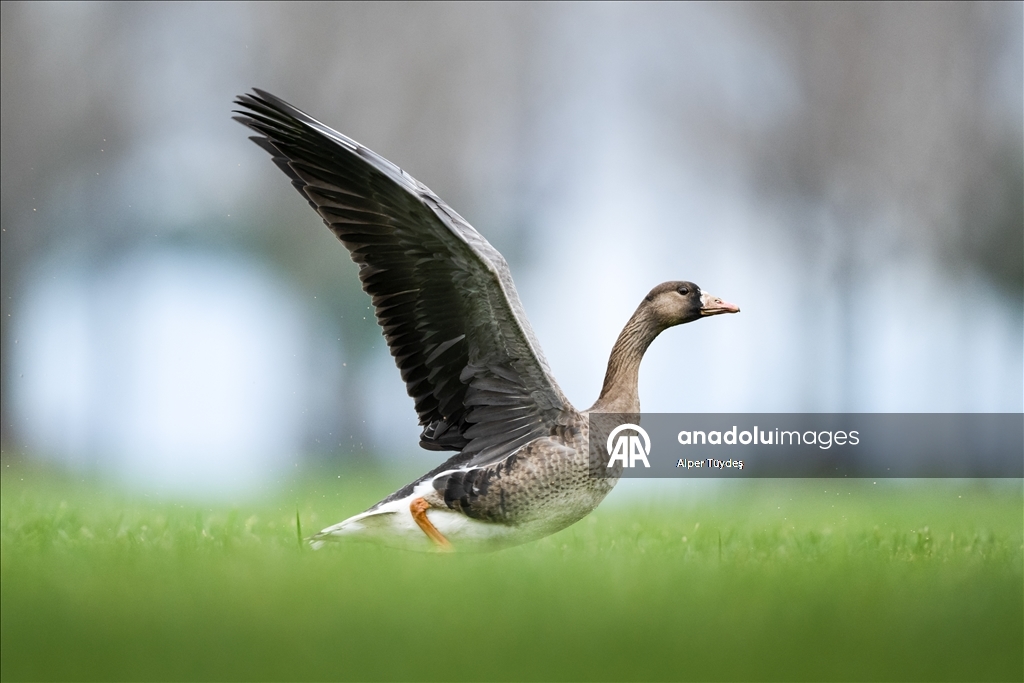 Göç yolunu şaşıran sakarca kazları İstanbul’da görüntülendi