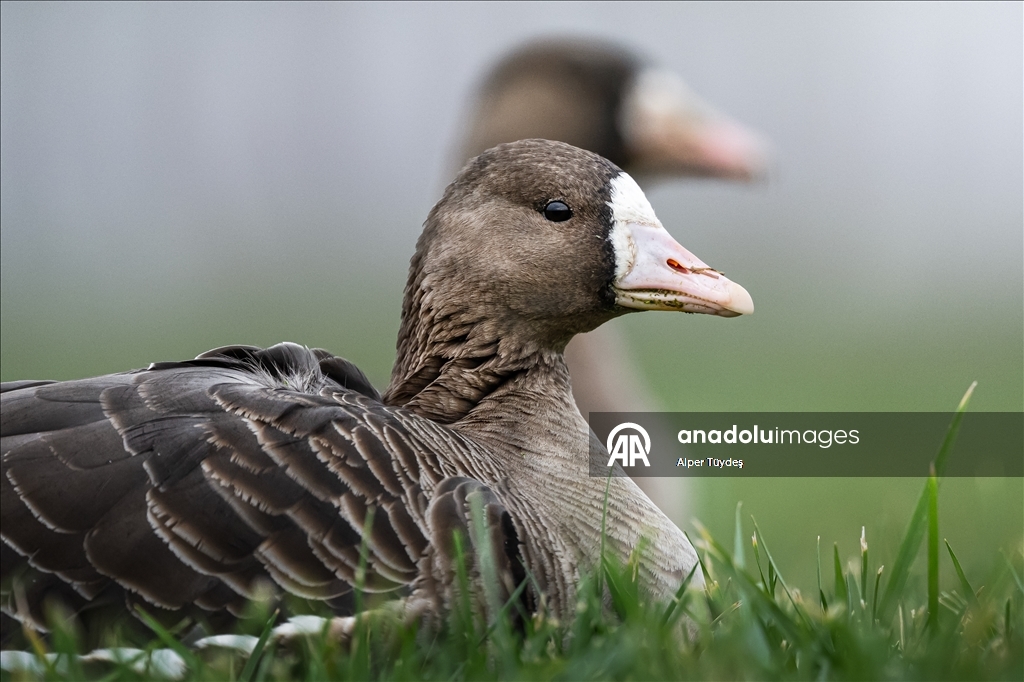 Göç yolunu şaşıran sakarca kazları İstanbul’da görüntülendi