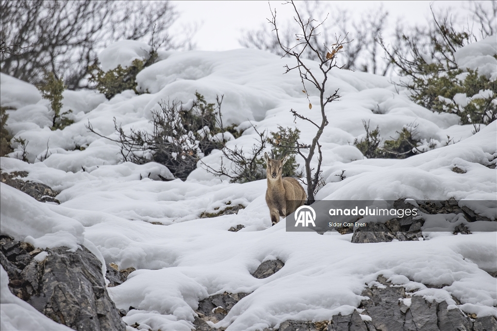 Tunceli'de kar ve soğuk hava yaban hayvanlarının yiyecek bulmasını zorlaştırıyor