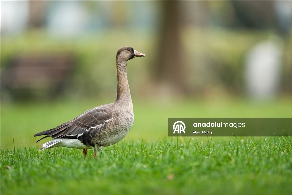Göç yolunu şaşıran sakarca kazları İstanbul’da görüntülendi