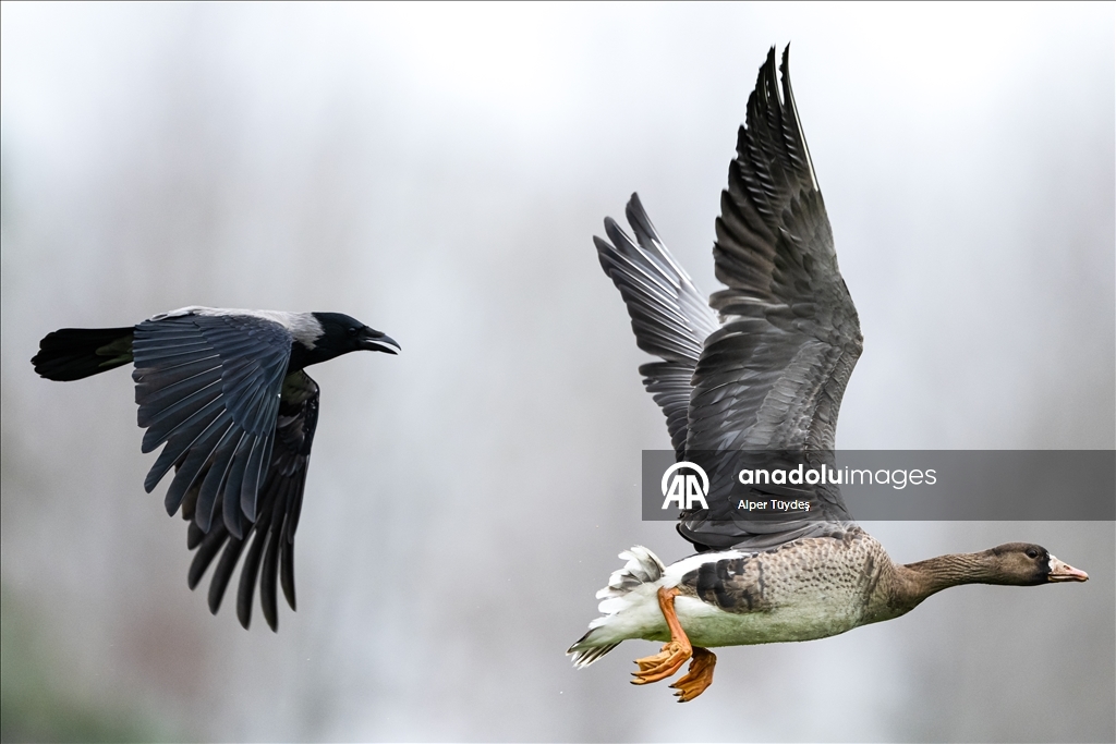 Göç yolunu şaşıran sakarca kazları İstanbul’da görüntülendi