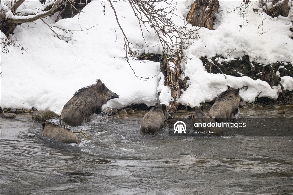 Tunceli'de kar ve soğuk hava yaban hayvanlarının yiyecek bulmasını zorlaştırıyor