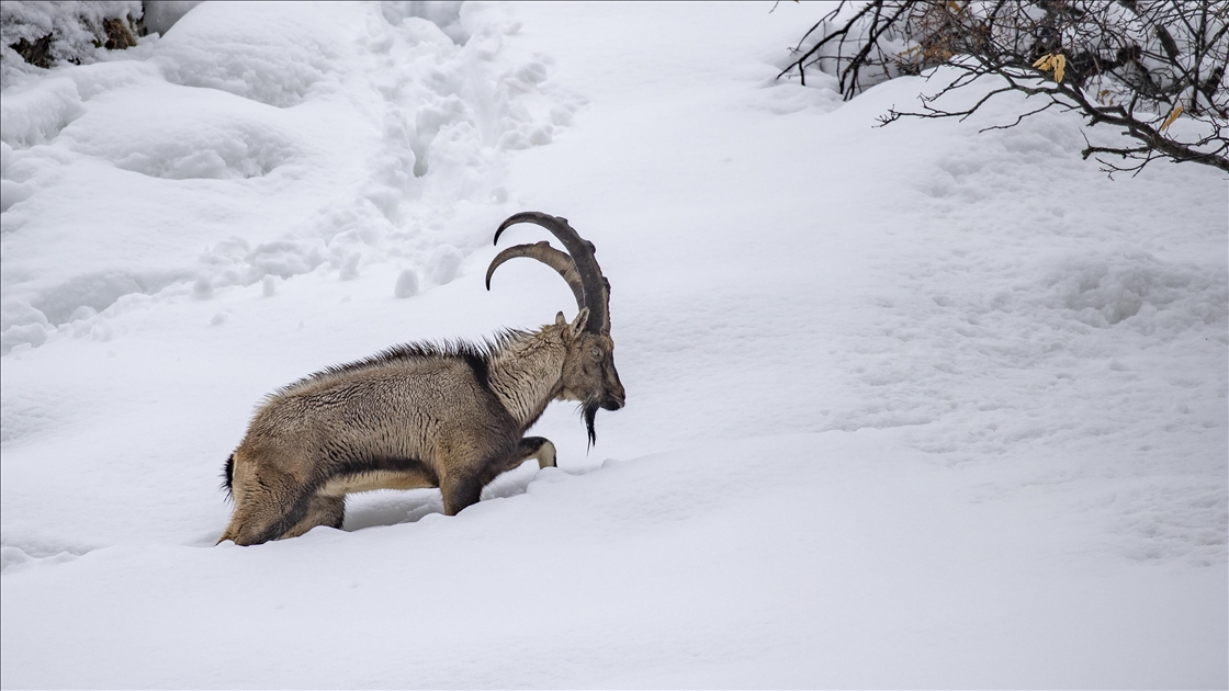 Tunceli'de kar ve soğuk hava yaban hayvanlarının yiyecek bulmasını zorlaştırıyor