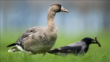Göç yolunu şaşıran sakarca kazları İstanbul’da görüntülendi