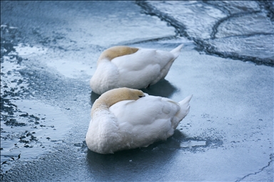 В Торонто морозы парализовали повседневную жизн