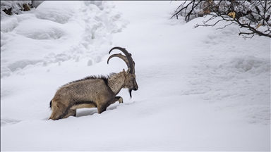 Tunceli'de kar ve soğuk hava yaban hayvanlarının yiyecek bulmasını zorlaştırıyor