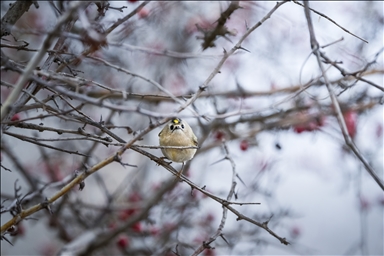 Королек - самая маленькая птица Турции и Европы