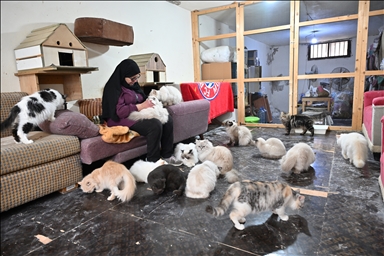 Ливанская зоозащитница приютила 70 бездомных кошек